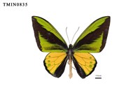 藏品(輝綠鳥翼蝶)的圖片